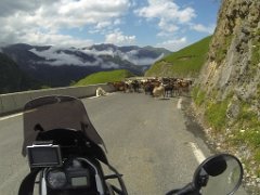 Goats :: Col du Soulor